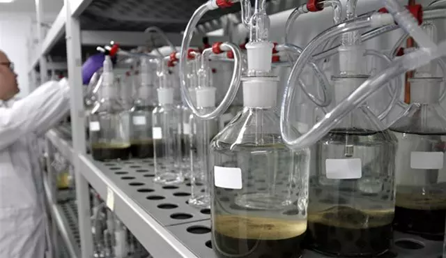A row of glass bioreactors with tubing for liquid processing in a laboratory, used for large-scale biological or chemical experiments.