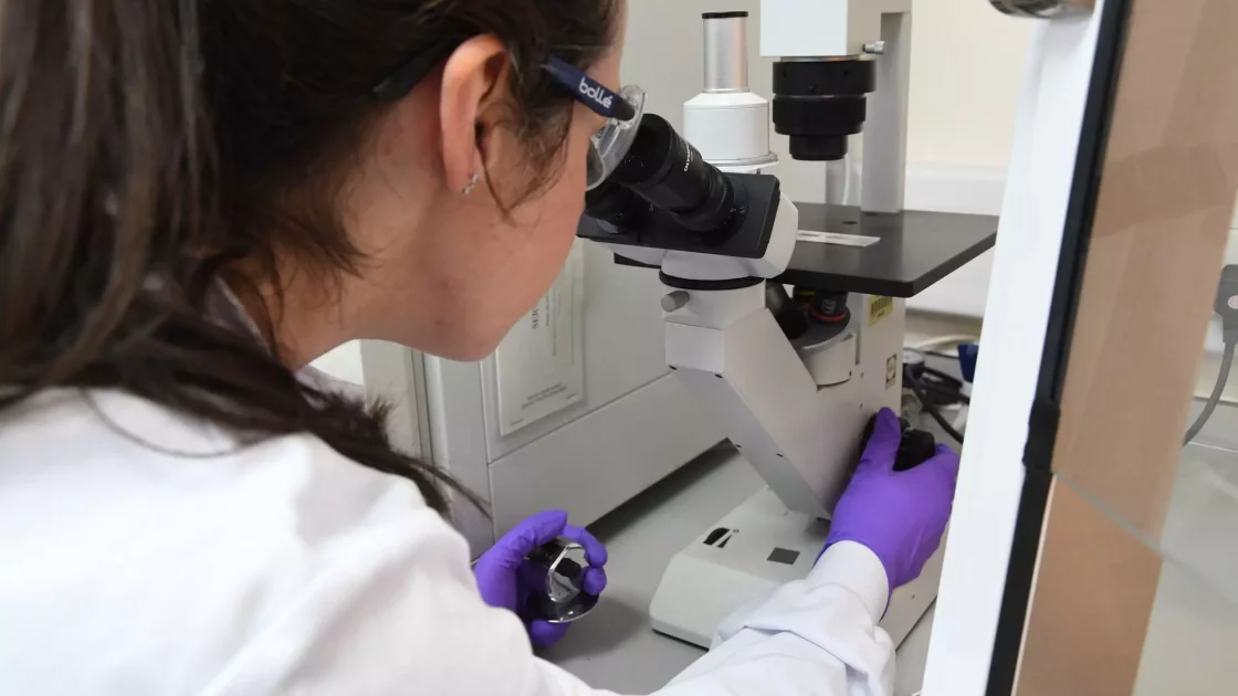 A scientist in a lab coat and gloves examines samples through a microscope, conducting radiolabelled biologics disposition studies.