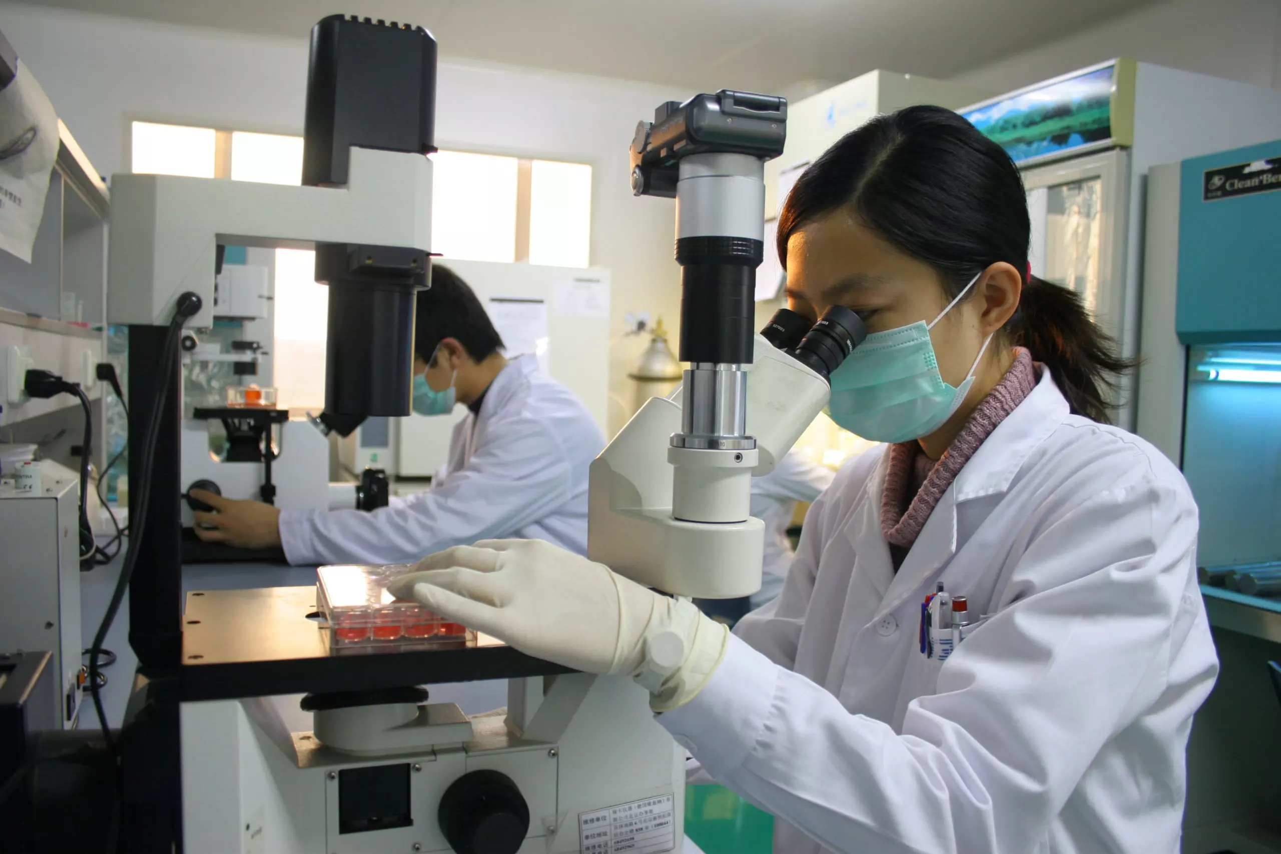 Two scientists work diligently in a lab, observing cell cultures under microscopes while wearing protective masks and gloves.