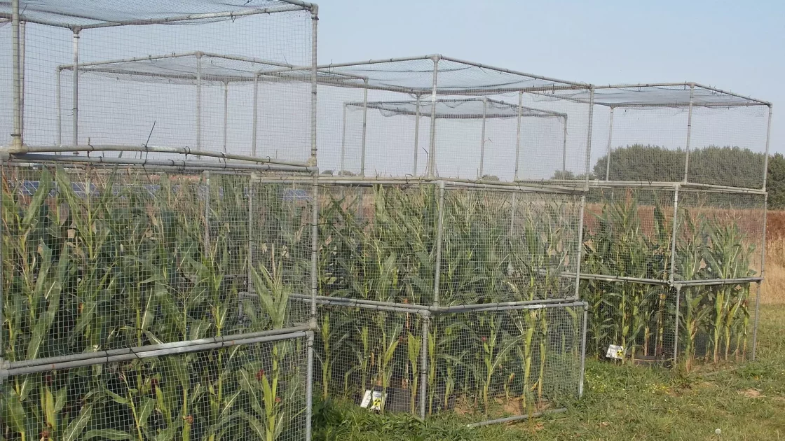 Corn plants are enclosed in metal mesh cages in a field study to monitor and analyze plant metabolism in a controlled environment.