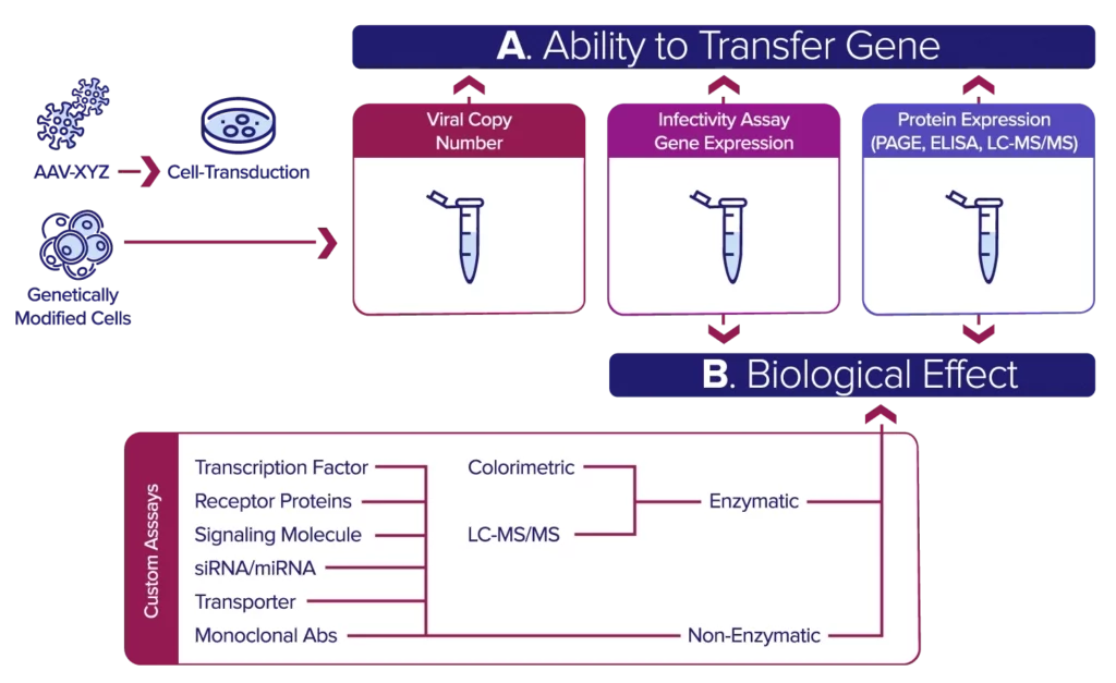 In vitro potency assays and cell-based potency assays are crucial analytical tools required for releasing drug products for clinical testing and commercial use.