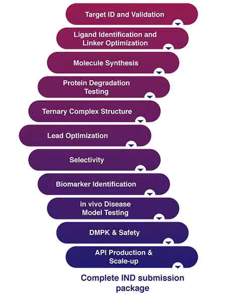 Our services for targeted protein degradation help drug hunters advance their molecules through every phase of drug discovery. From Target ID and Validation to API Production, we provide a complete package for IND submission.