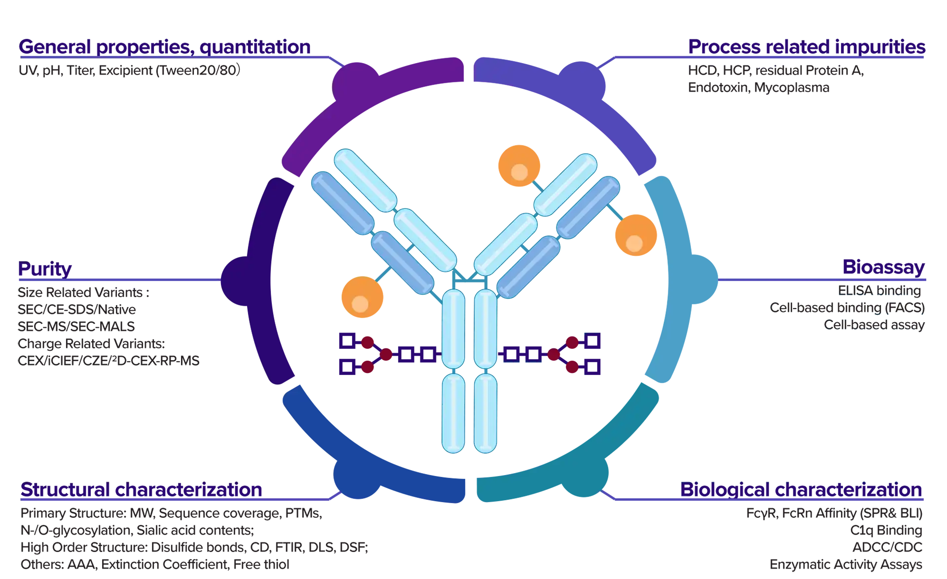 Diagram of an antibody structure highlighting analytical services core capabilities, including safety, potency, structure, and impurity assessments.